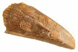 Cretaceous Fossil Crocodile Tooth - Morocco #208247-1